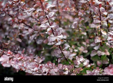 barberry shrubs problems.